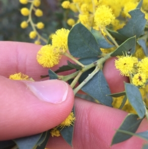 Acacia cultriformis at Aranda, ACT - 9 Sep 2021