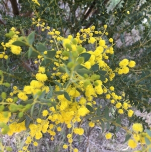 Acacia cultriformis at Aranda, ACT - 9 Sep 2021