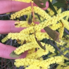 Acacia longifolia subsp. longifolia (Sydney Golden Wattle) at Aranda Bushland - 9 Sep 2021 by NedJohnston