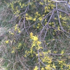 Acacia longifolia subsp. longifolia at Aranda, ACT - 9 Sep 2021 04:18 PM