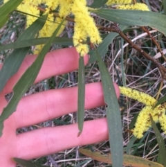 Acacia longifolia subsp. longifolia at Aranda, ACT - 9 Sep 2021 04:18 PM