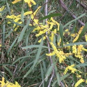 Acacia longifolia subsp. longifolia at Aranda, ACT - 9 Sep 2021 04:18 PM