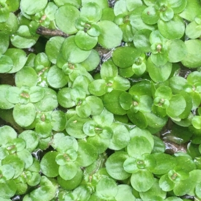 Callitriche stagnalis (Common Starwort) at Downer, ACT - 9 Sep 2021 by Ned_Johnston