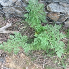 Conium maculatum (Hemlock) at Downer, ACT - 9 Sep 2021 by Ned_Johnston