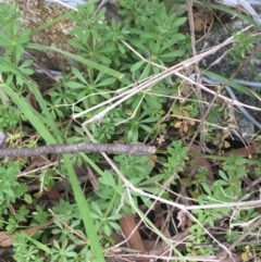 Galium aparine (Goosegrass, Cleavers) at Downer, ACT - 9 Sep 2021 by Ned_Johnston