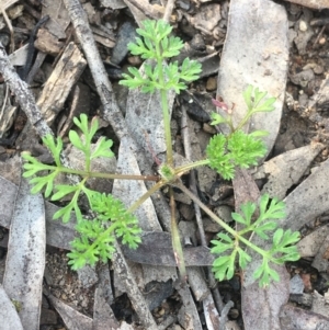 Cotula australis at Downer, ACT - 9 Sep 2021