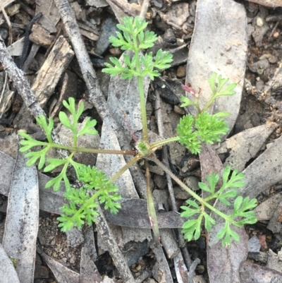 Cotula australis (Common Cotula, Carrot Weed) at Downer, ACT - 9 Sep 2021 by Ned_Johnston