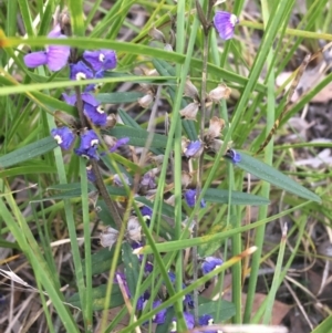 Hovea heterophylla at Downer, ACT - 9 Sep 2021 04:28 PM