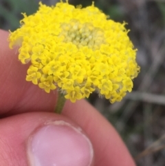 Craspedia variabilis (Common Billy Buttons) at Downer, ACT - 9 Sep 2021 by Ned_Johnston