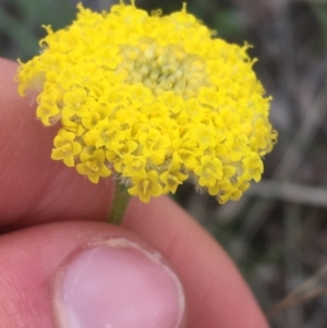 Craspedia variabilis at Downer, ACT - suppressed