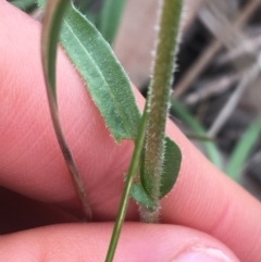 Craspedia variabilis at Downer, ACT - suppressed