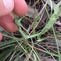 Craspedia variabilis at Downer, ACT - 9 Sep 2021