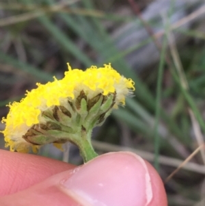 Craspedia variabilis at Downer, ACT - 9 Sep 2021