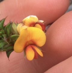 Pultenaea procumbens at O'Connor, ACT - 9 Sep 2021 04:36 PM