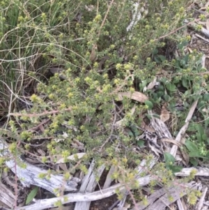 Pultenaea procumbens at O'Connor, ACT - 9 Sep 2021