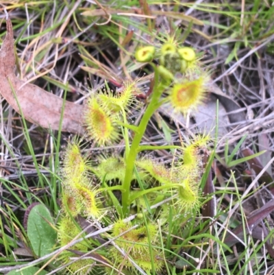 Drosera sp. (A Sundew) at Bruce, ACT - 9 Sep 2021 by Ned_Johnston