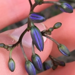 Dianella revoluta var. revoluta at Bruce, ACT - 9 Sep 2021 05:10 PM