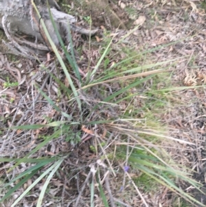 Dianella revoluta var. revoluta at Bruce, ACT - 9 Sep 2021 05:10 PM