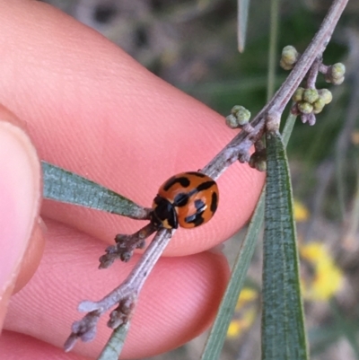 Coccinella transversalis (Transverse Ladybird) at Bruce, ACT - 9 Sep 2021 by NedJohnston