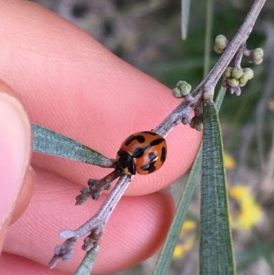 Coccinella transversalis (Transverse Ladybird) at Bruce, ACT - 9 Sep 2021 by Ned_Johnston