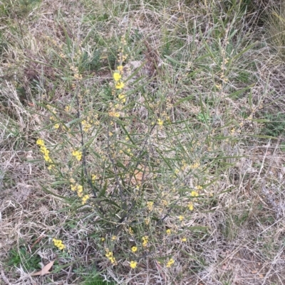 Acacia dawsonii (Dawson's Wattle) at Bruce, ACT - 9 Sep 2021 by Ned_Johnston