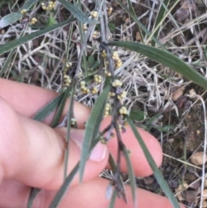 Acacia dawsonii at Bruce, ACT - 9 Sep 2021