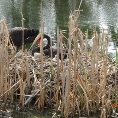 Cygnus atratus (Black Swan) at Stranger Pond - 9 Sep 2021 by GirtsO