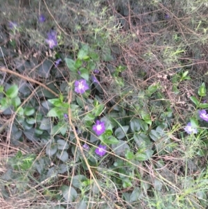 Vinca major at Bruce, ACT - 9 Sep 2021 05:20 PM