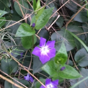 Vinca major at Bruce, ACT - 9 Sep 2021