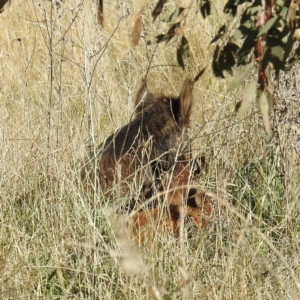 Sus scrofa at Stromlo, ACT - 10 Sep 2021