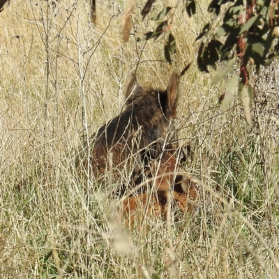 Sus scrofa (Pig (feral)) at Stromlo, ACT - 10 Sep 2021 by HelenCross