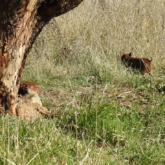 Sus scrofa at Stromlo, ACT - 10 Sep 2021