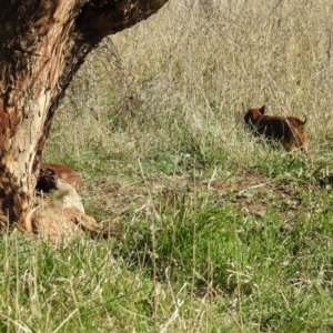 Sus scrofa at Stromlo, ACT - 10 Sep 2021