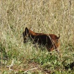 Sus scrofa at Stromlo, ACT - suppressed