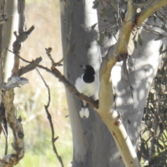 Cracticus nigrogularis (Pied Butcherbird) at Stromlo, ACT - 9 Sep 2021 by HelenCross