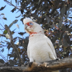 Cacatua tenuirostris (Long-billed Corella) at Stromlo, ACT - 10 Sep 2021 by HelenCross