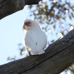 Cacatua tenuirostris at Stromlo, ACT - 10 Sep 2021