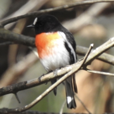 Petroica boodang (Scarlet Robin) at Mittagong, NSW - 10 Sep 2021 by GlossyGal