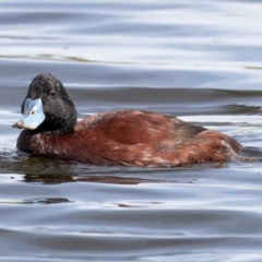 Oxyura australis (Blue-billed Duck) at Jerrabomberra Wetlands - 10 Sep 2021 by rawshorty