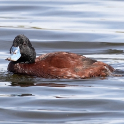 Oxyura australis (Blue-billed Duck) at Jerrabomberra Wetlands - 10 Sep 2021 by rawshorty