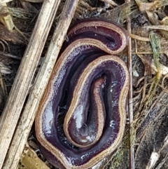 Caenoplana bicolor (Two-tone Planarian) at Holt, ACT - 9 Sep 2021 by trevorpreston