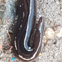 Parakontikia ventrolineata (Stripe-bellied flatworm) at Holt, ACT - 9 Sep 2021 by trevorpreston
