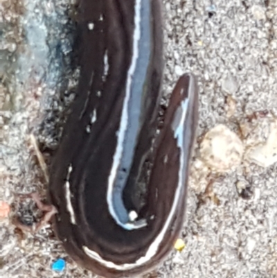 Parakontikia ventrolineata (Stripe-bellied flatworm) at Holt, ACT - 9 Sep 2021 by trevorpreston
