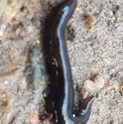 Parakontikia ventrolineata at Holt, ACT - 9 Sep 2021