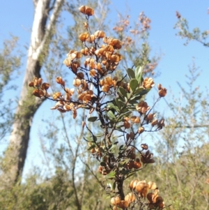 Bursaria spinosa at Tennent, ACT - 1 Sep 2021 12:00 PM