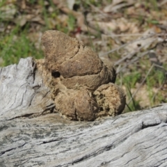Vombatus ursinus (Bare-nosed Wombat) at Tennent, ACT - 1 Sep 2021 by MichaelBedingfield