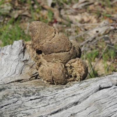 Vombatus ursinus (Common wombat, Bare-nosed Wombat) at Tennent, ACT - 1 Sep 2021 by michaelb