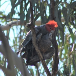 Callocephalon fimbriatum at Hughes, ACT - suppressed