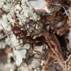 Papyrius sp. (genus) (A Coconut Ant) at Symonston, ACT - 10 Sep 2021 by rawshorty