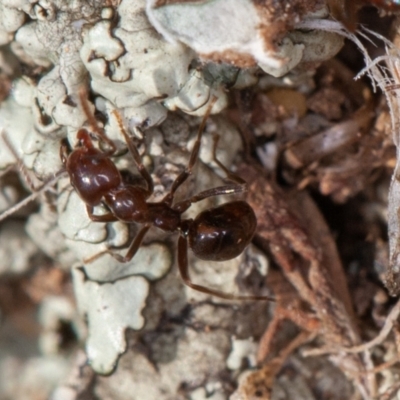 Papyrius sp. (genus) (A Coconut Ant) at Symonston, ACT - 10 Sep 2021 by rawshorty